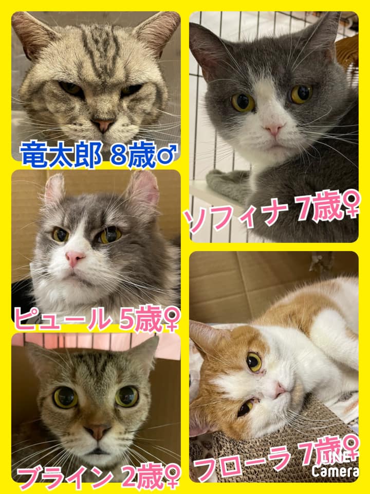 🐾今日の里親様募集中ニャンコ🐱メンバーです🐾2021,6,18